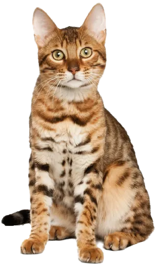Bengal cat