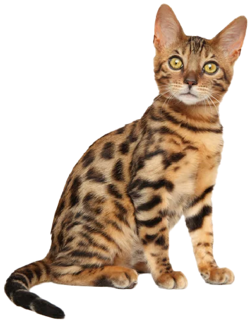 Bengal kitten