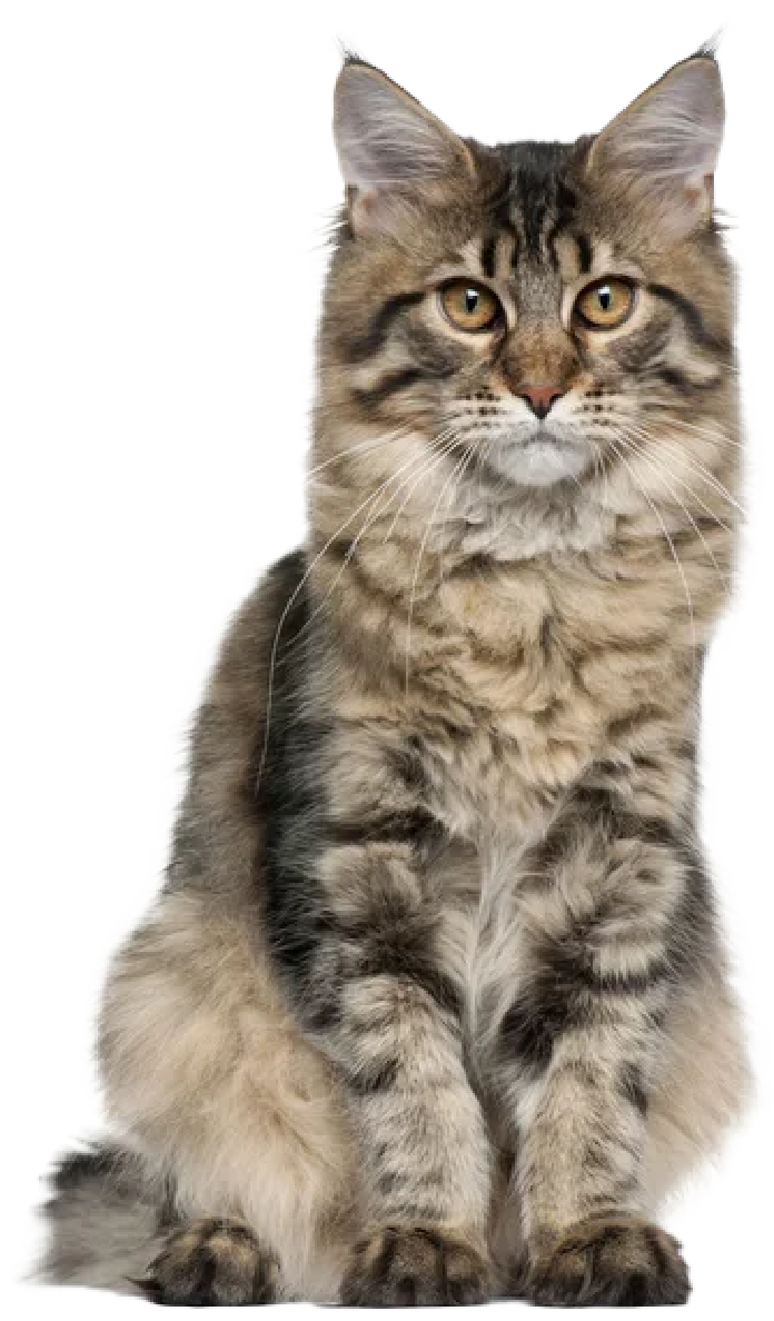 Maine Coon cat