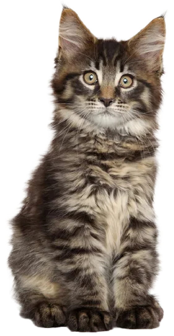 Maine Coon kitten
