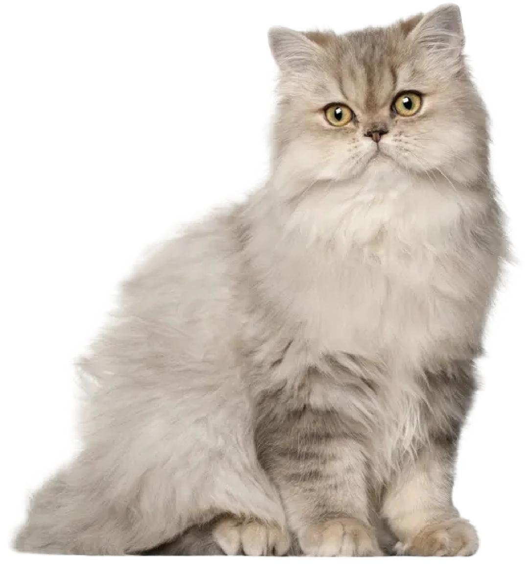 Persian cat