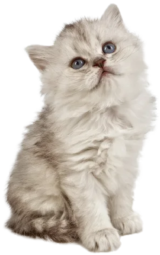Persian kitten
