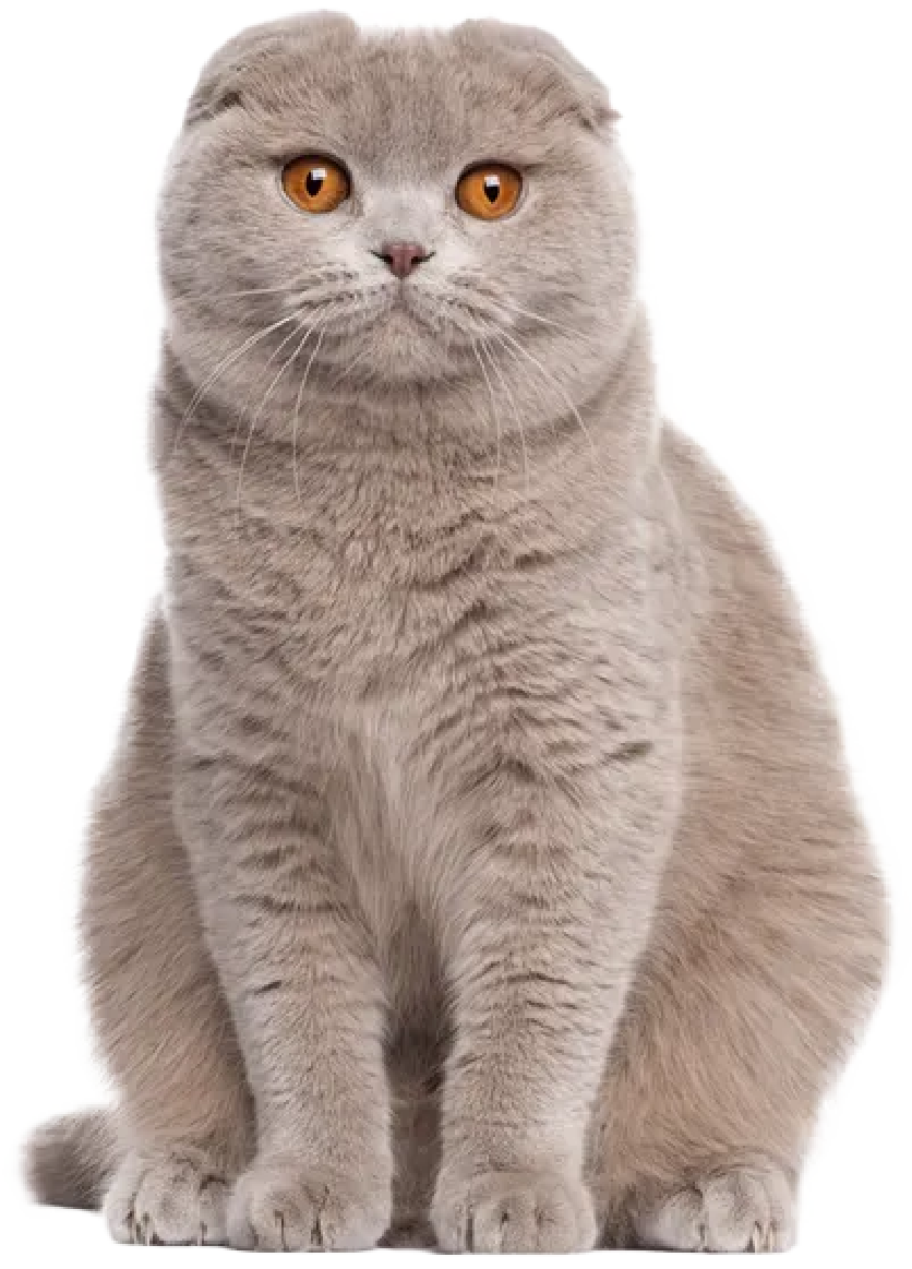 Scottish cat