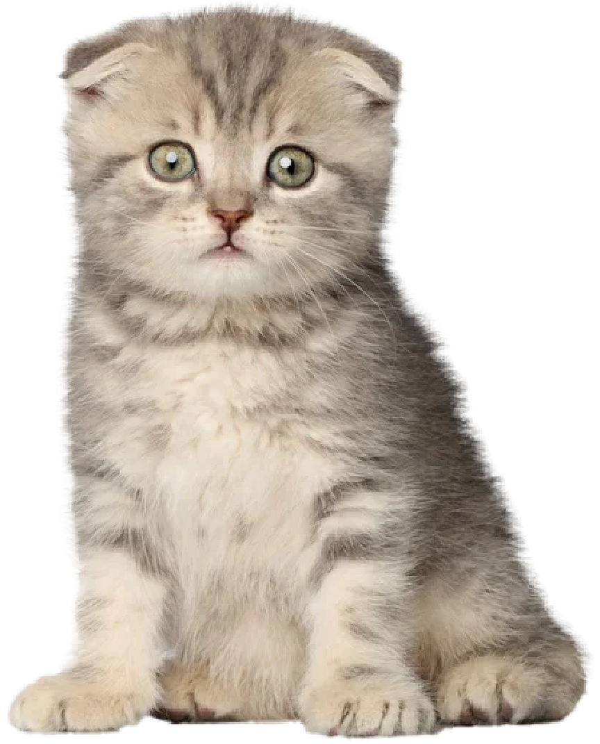 Scottish kitten
