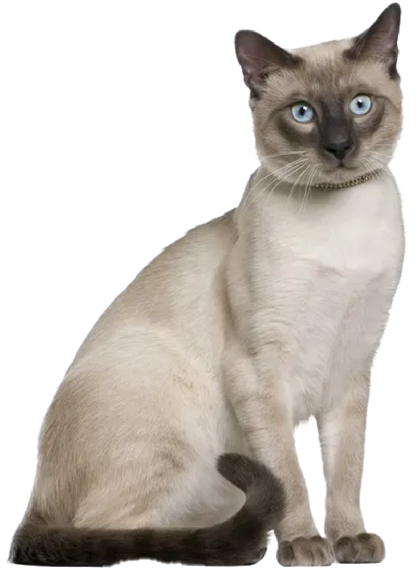 Siamese cat