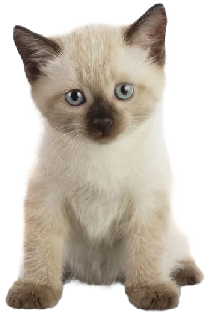 Siamese kitten