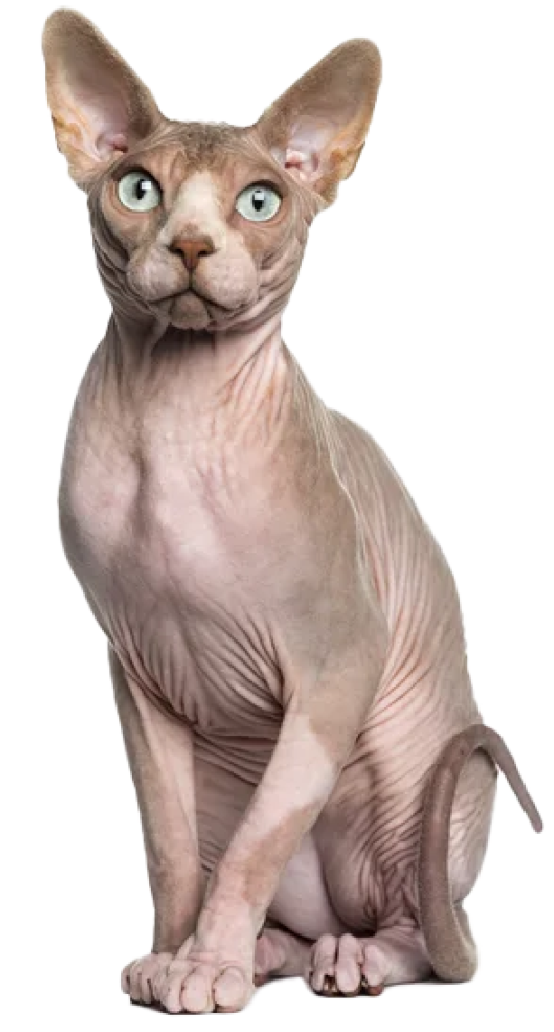 Sphynx cat