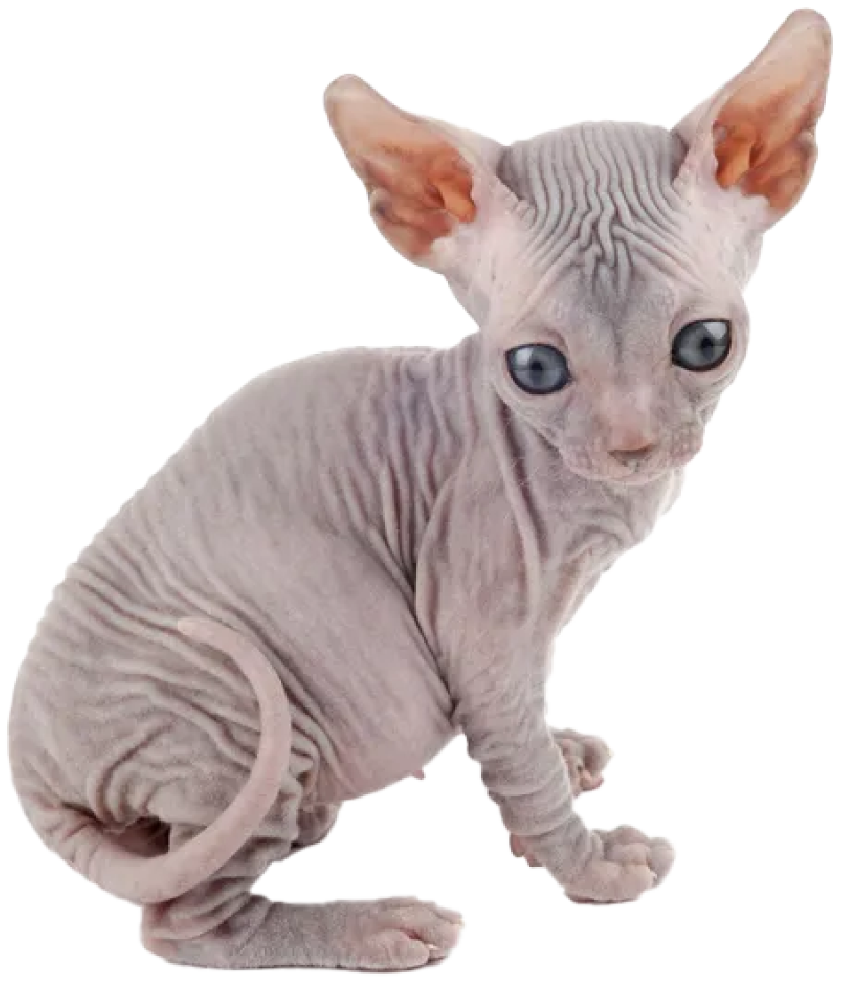 Sphynx kitten